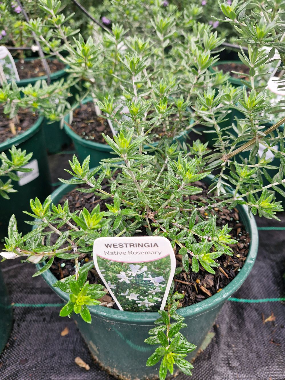 WESTRINGIA FRUTICOSA (20CM)
