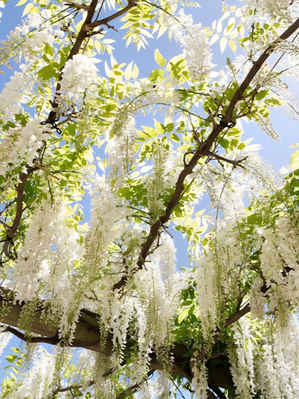 Wisteria floribunda Alba Japanese White (25lt)