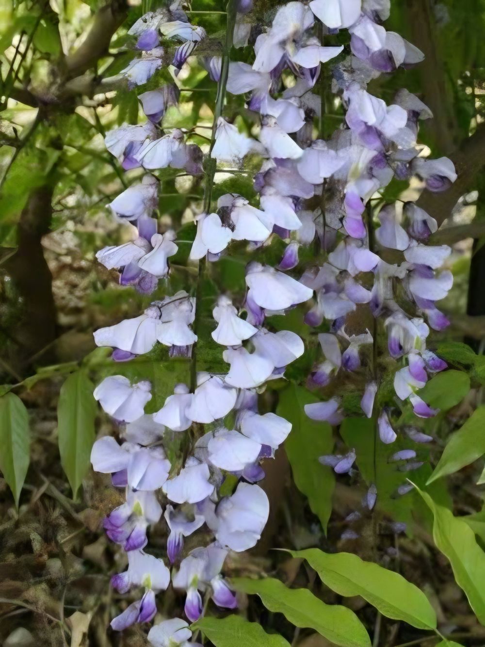 Wisteria floribunda Royal Purple (45lt)