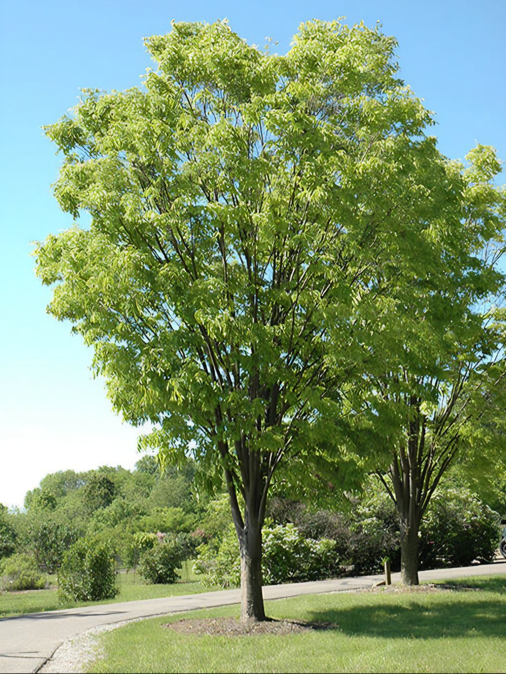 Zelkova serrata Green Vase Japanese Elm (45lt)