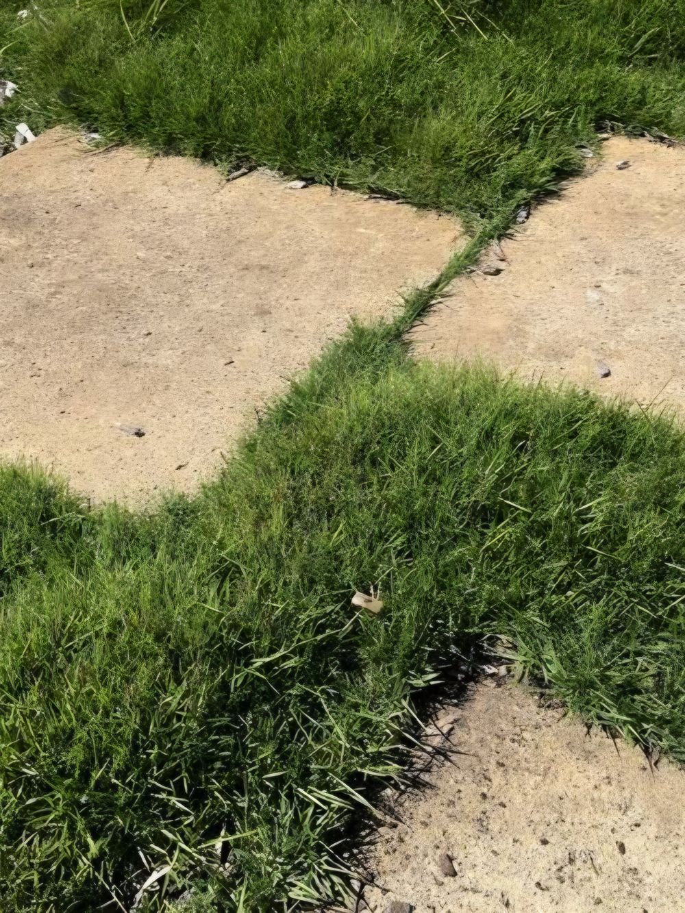 Zoysia native hybrid ZOY01 PBR  (14cm)