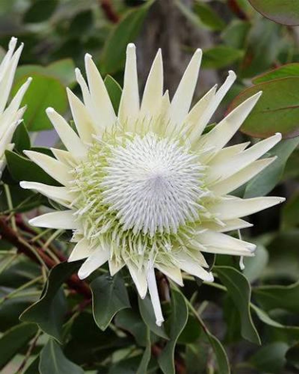Protea King White (14cm)