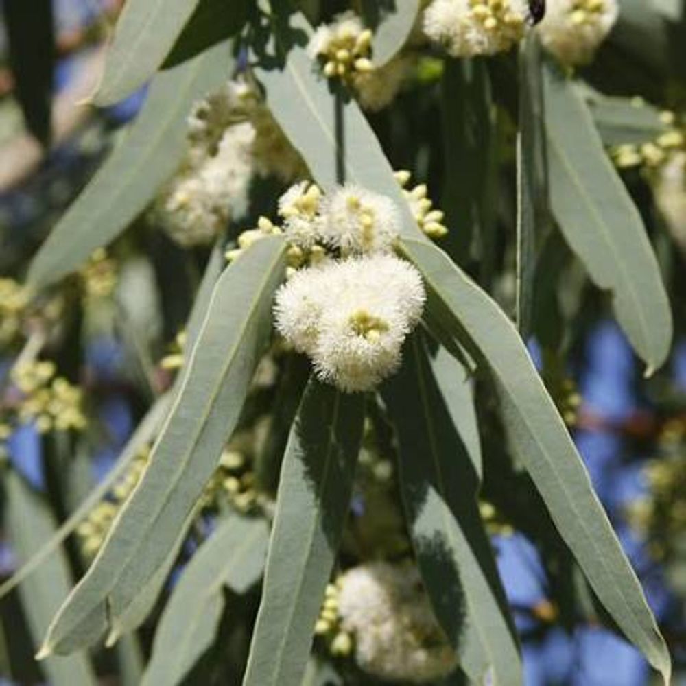 Eucalyptus victrix Snow Queen  (6lt)