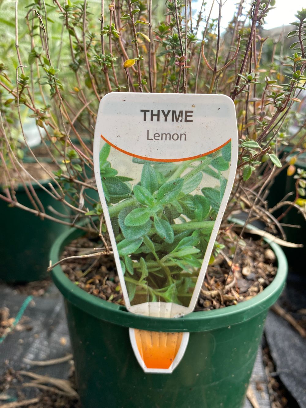 THYMUS LEMON THYME (14CM)