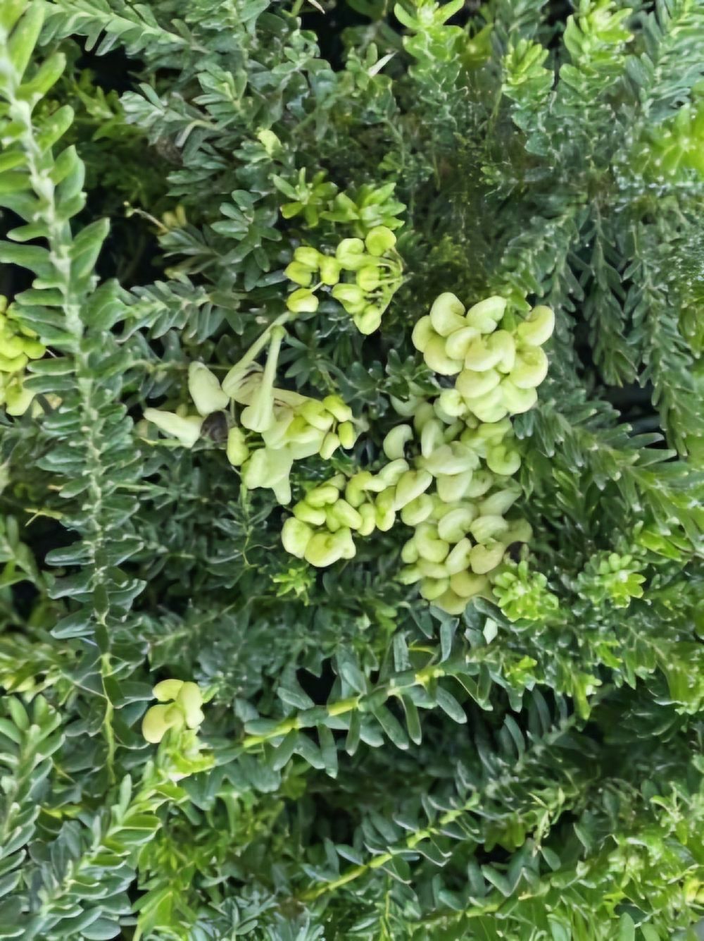 Grevillea Mello Yellow (14cm)