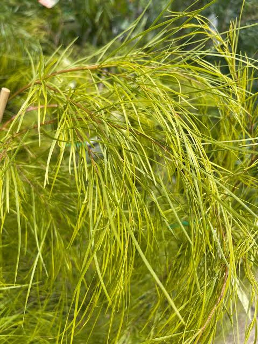 Acacia cognata Lime Magik (20cm)