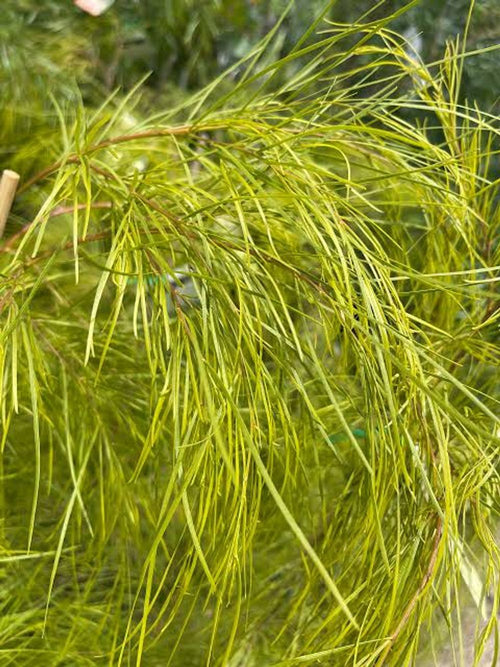 Acacia cognata Lime Magik (20cm)