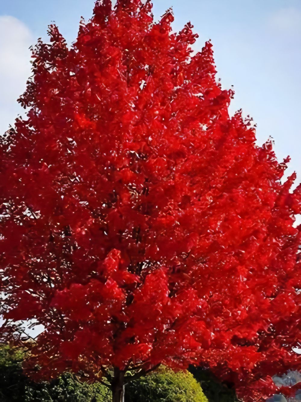 Acer rubrum Red Maple Mitchelldean (45lt)