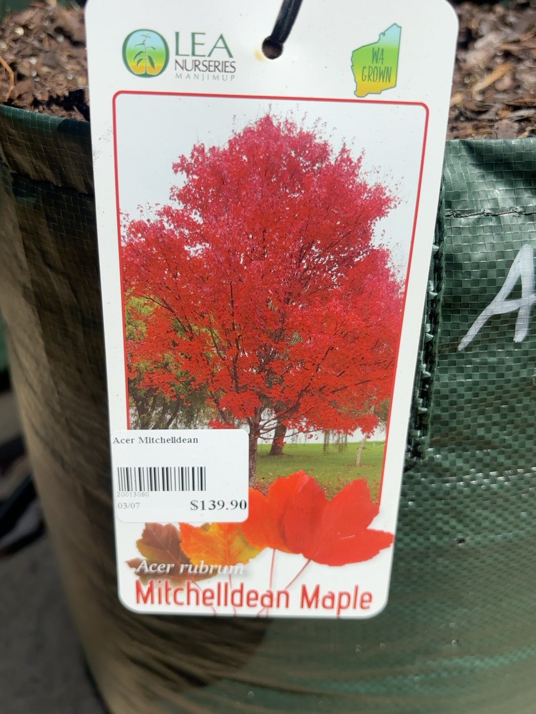 Acer rubrum Red Maple Mitchelldean (45lt)