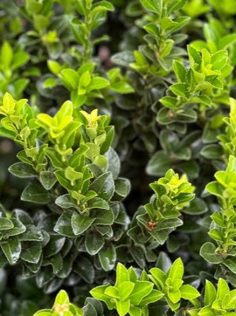 Euonymus Green Pillar (20cm)