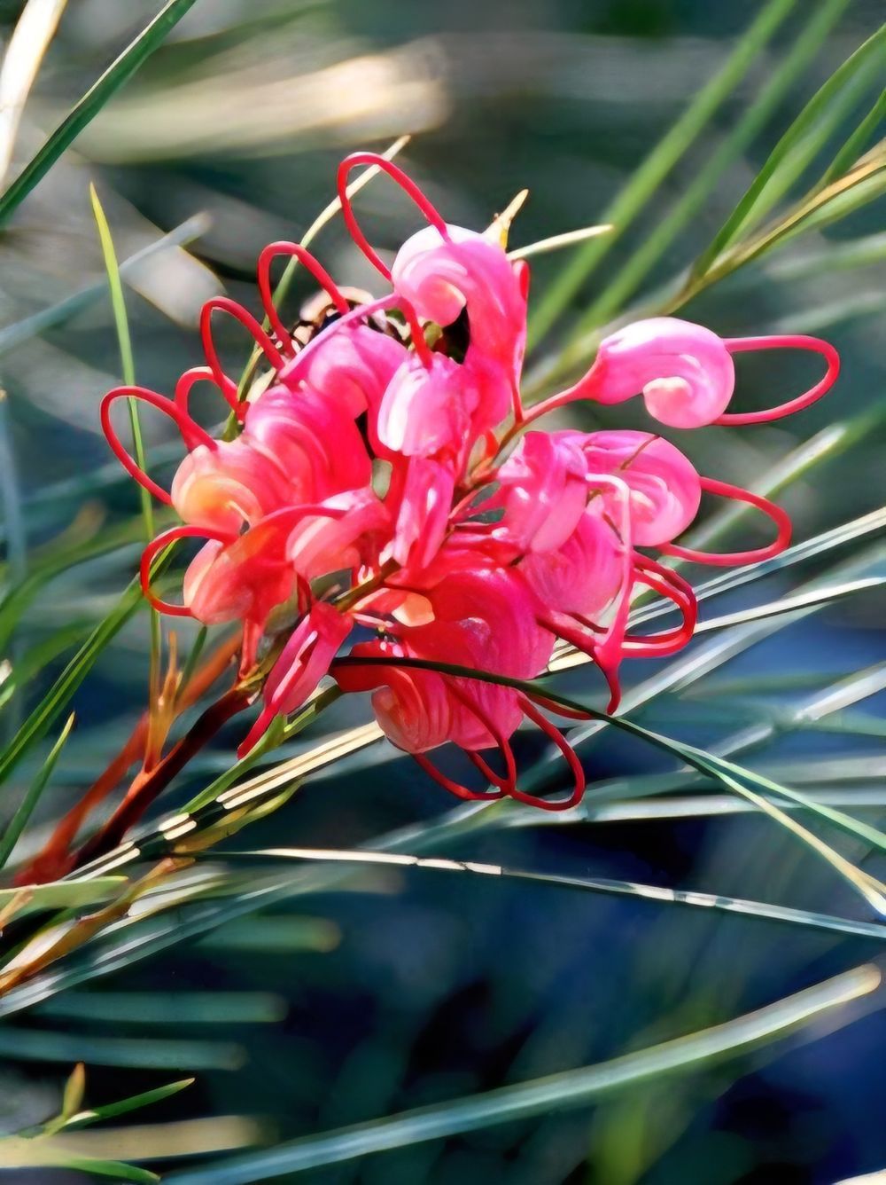 Grevillea longistyla Elegance (20cm)