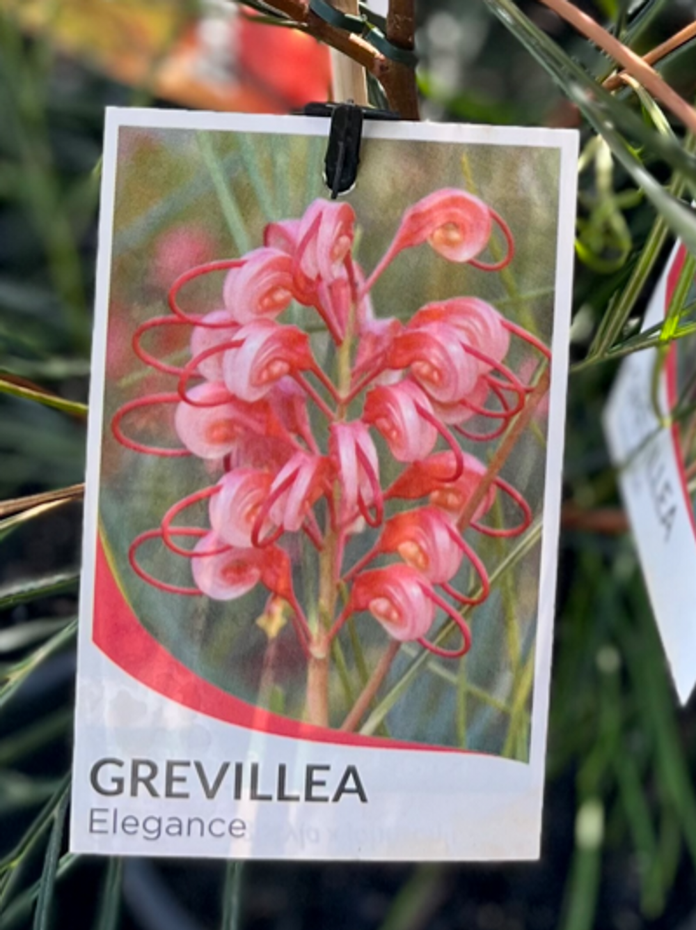 Grevillea longistyla Elegance (20cm)