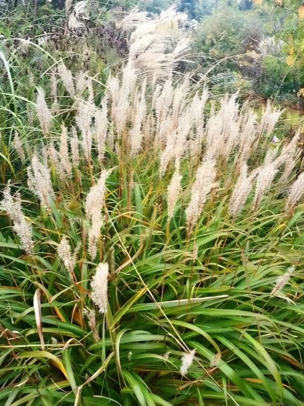 MISCANTHUS EILEEN QUEEN (20CM)