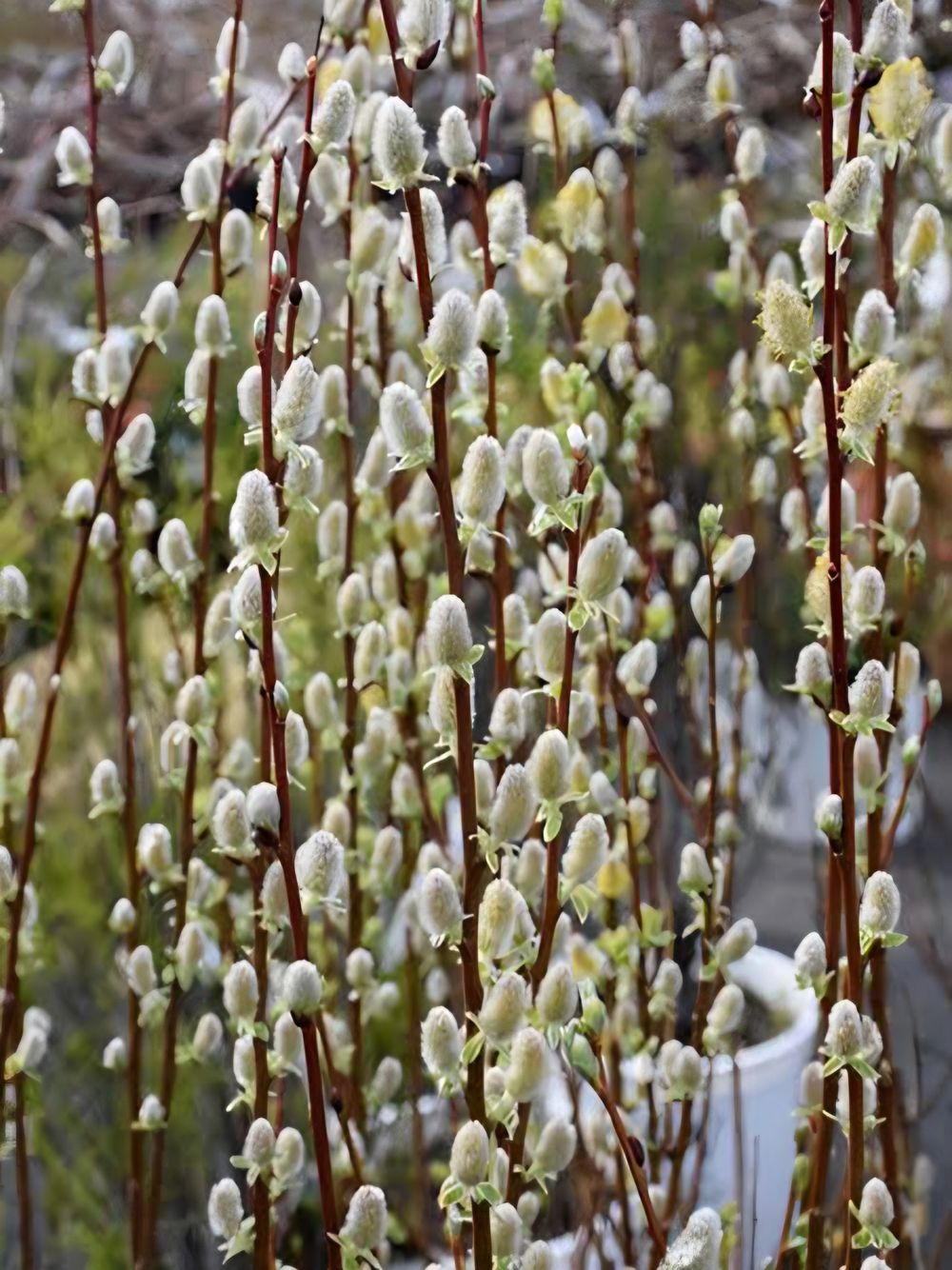 Salix discolor Pussy Willow (25lt)