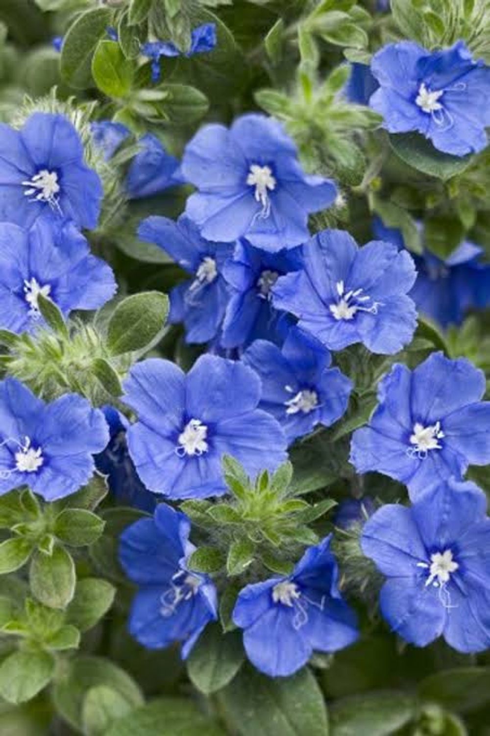 EVOLVULUS BLUE MY MIND (14CM)