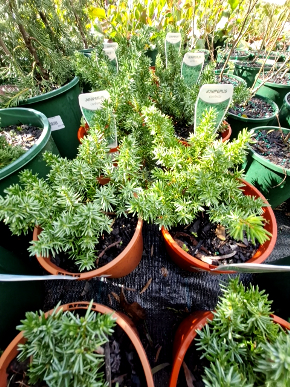 JUNIPERUS CONFERTY (14CM)