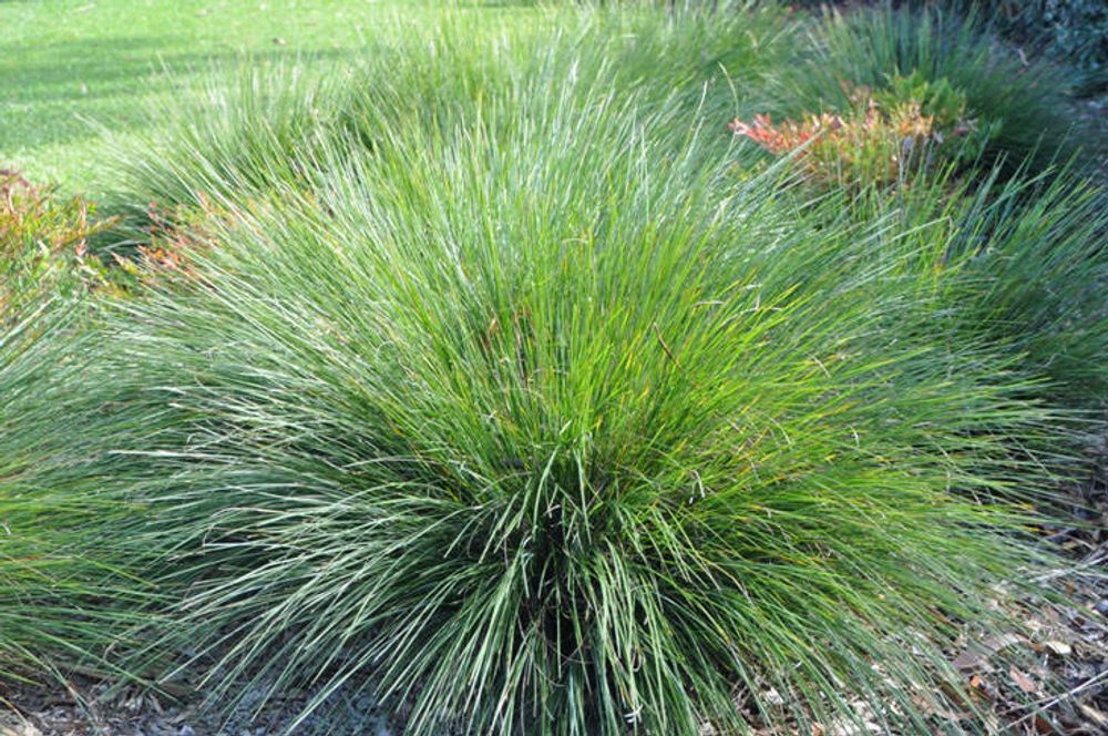 Lomandra Crackerjack (5lt)