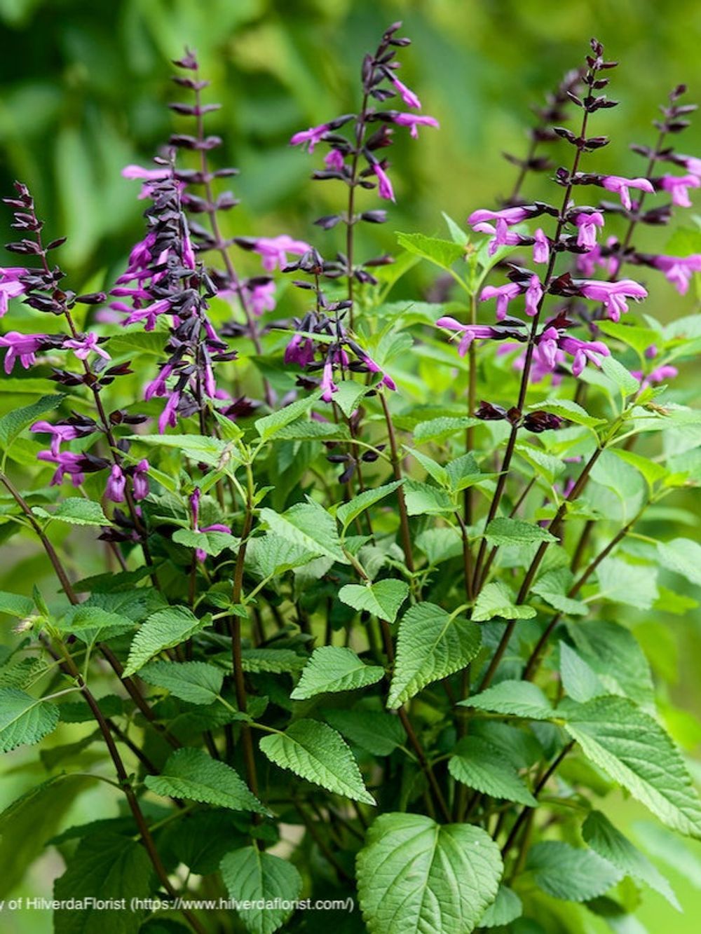 SALVIA LAKE TAHOE (14CM)
