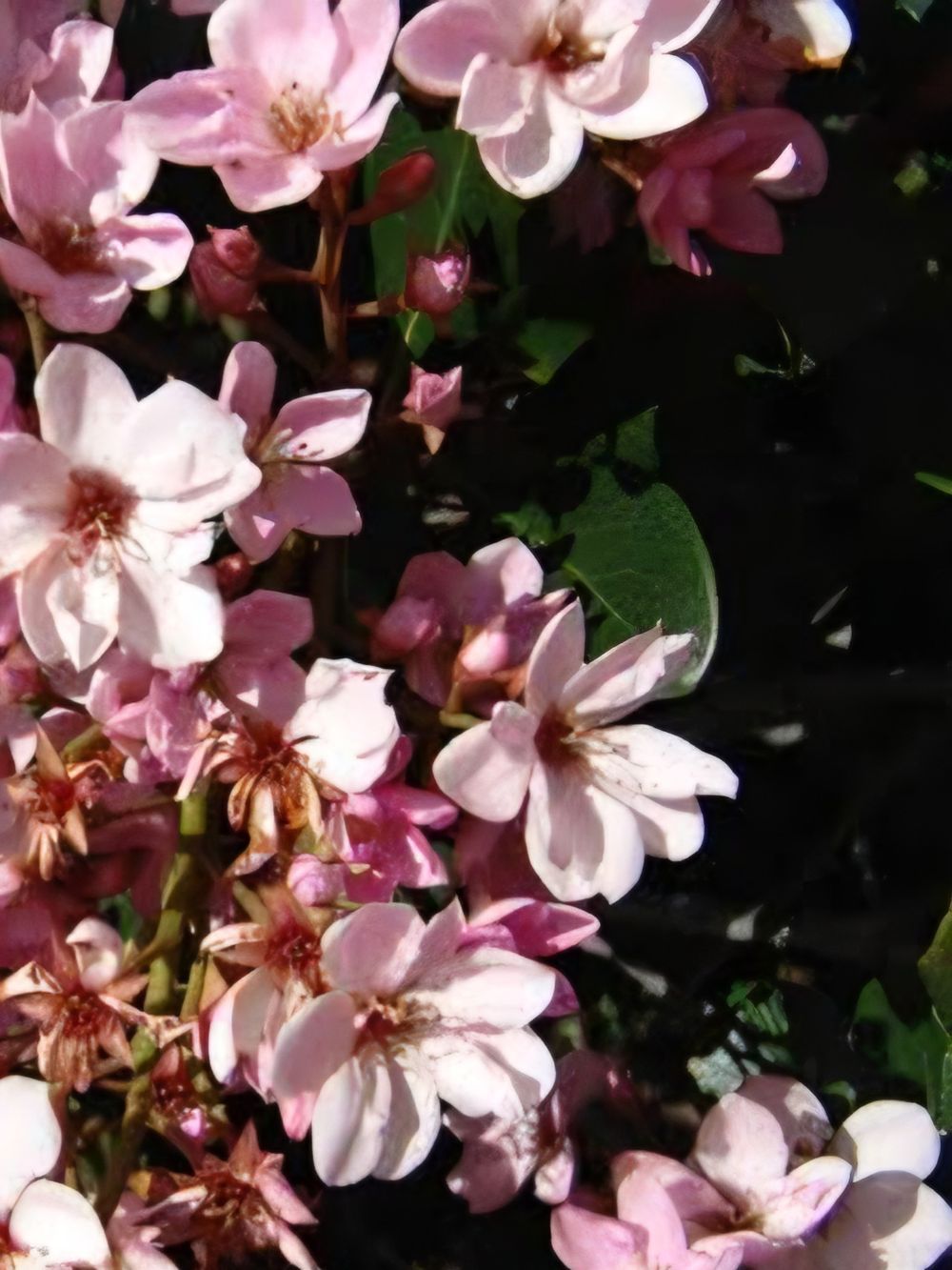 Rhaphiolepsis Cosmic Pink (20cm)