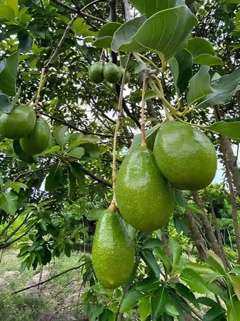 Avocado Edranol (5lt)