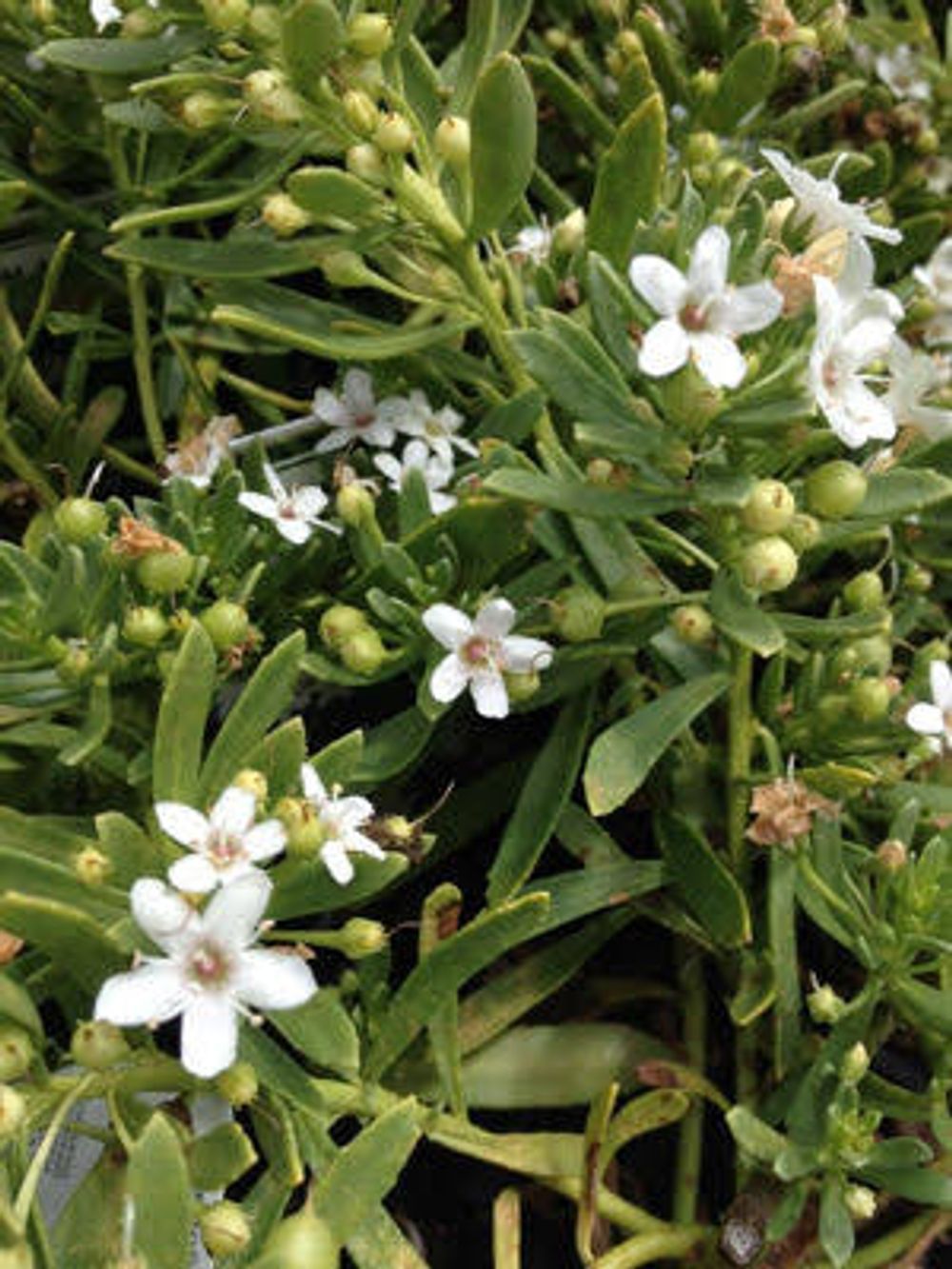 Myoporum Garden Armour (14cm)