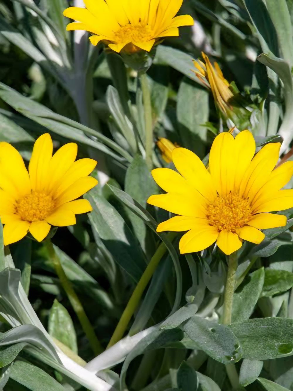 Gazania Tango (14cm)