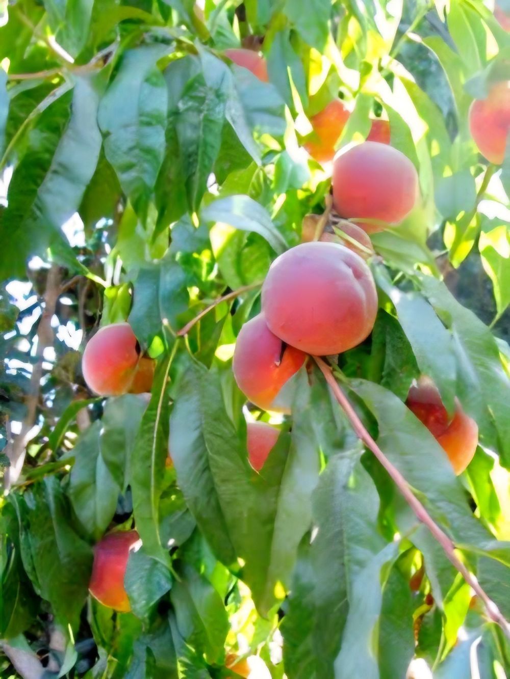 Peach Ohenry (6lt)