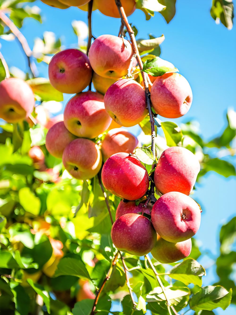 Apple Pink Lady (6lt)