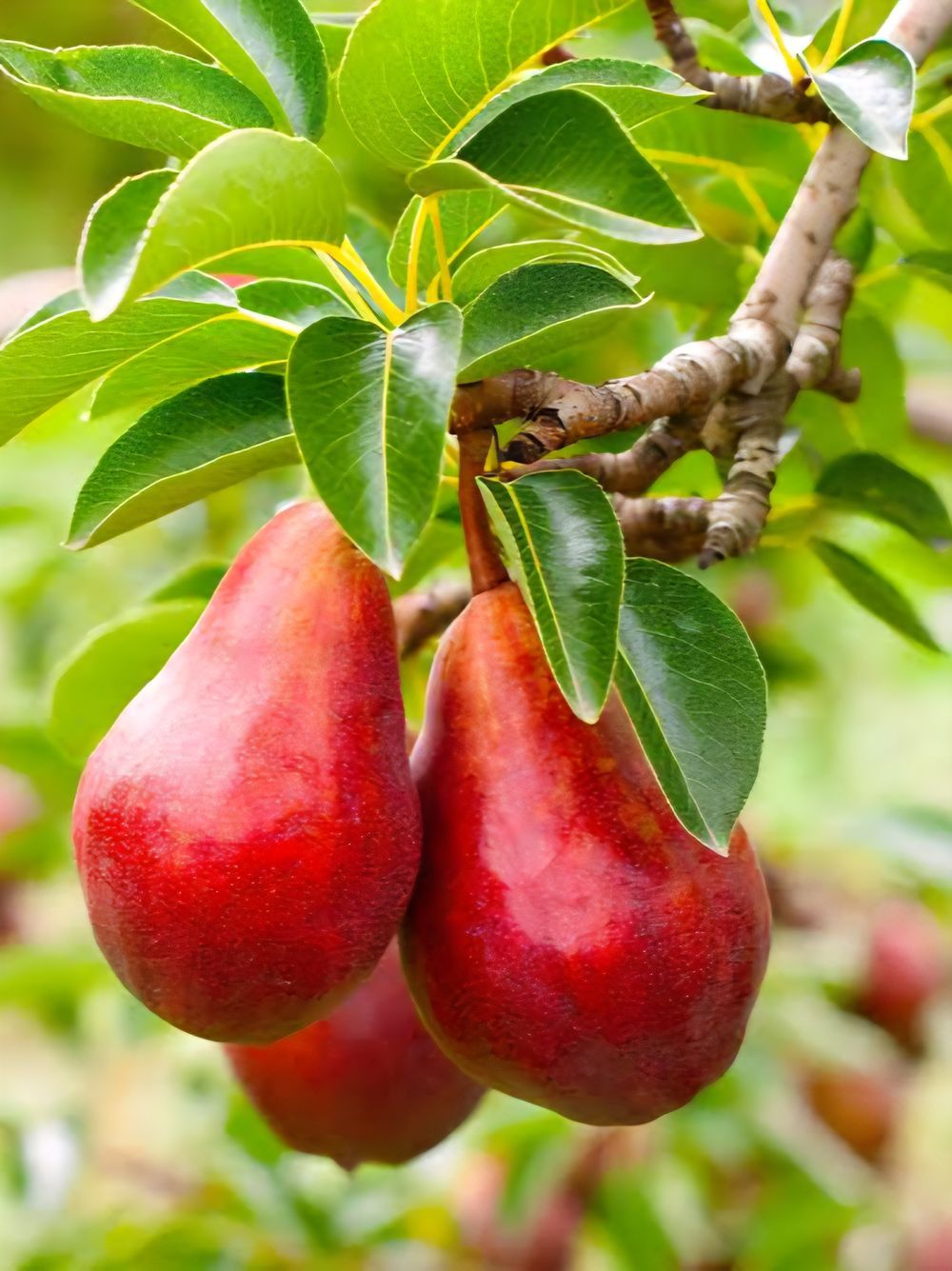 Pear Dwarf Red Sensation (6lt)