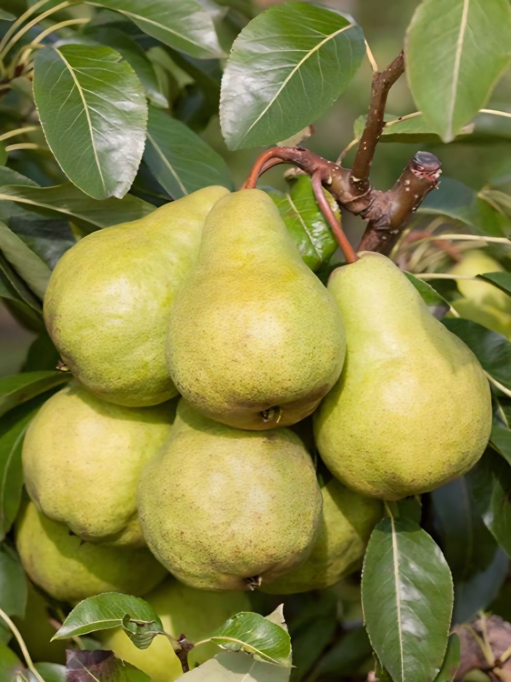 PEAR DWARF PACKHAM TRIUMPH (6LTR)