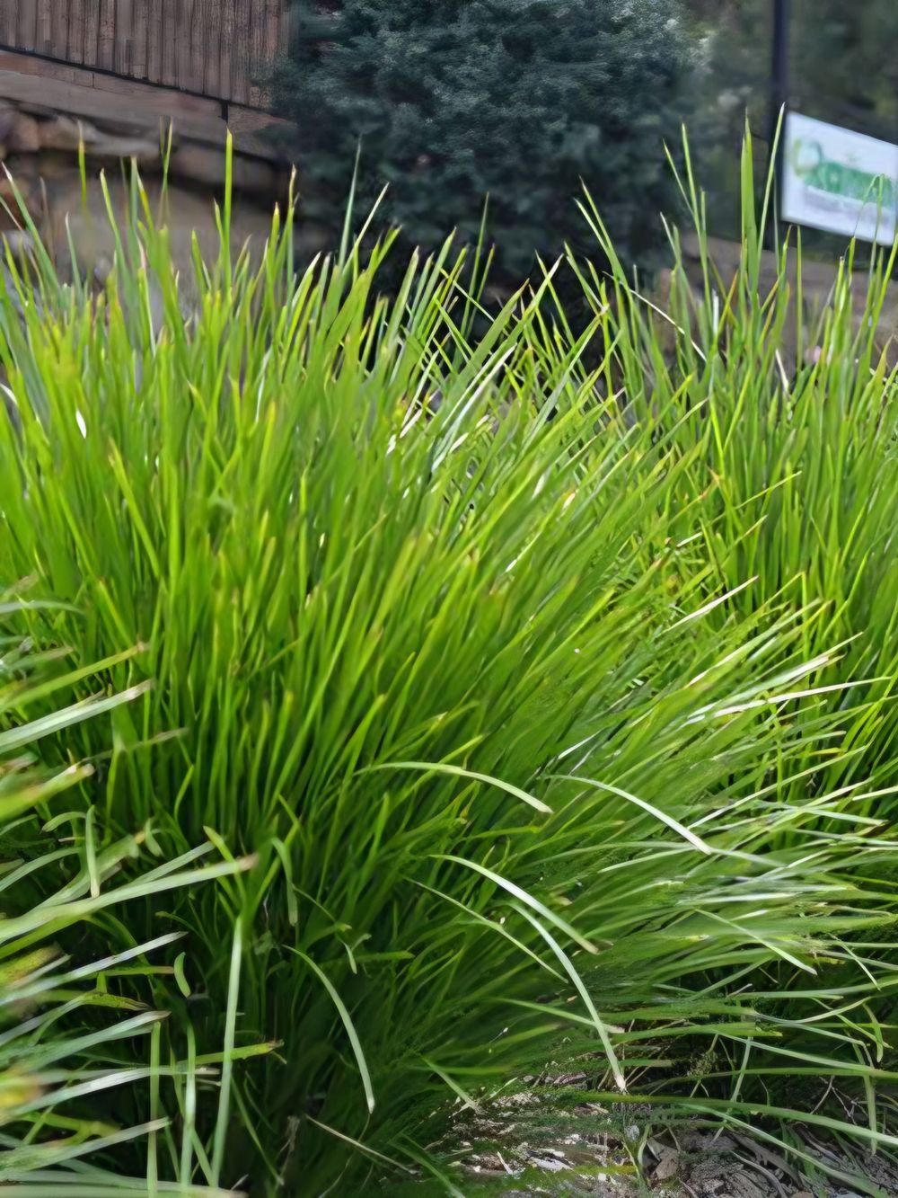 Lomandra confertifolia subsp. pallida Little Lime (14cm)