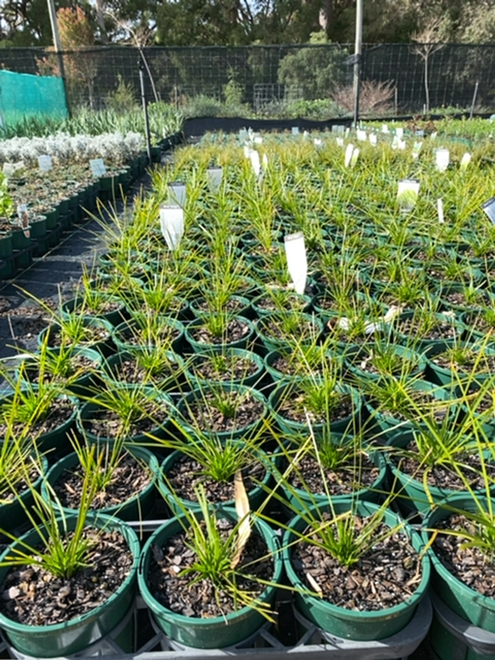 Lomandra confertifolia subsp. pallida Little Lime (14cm)