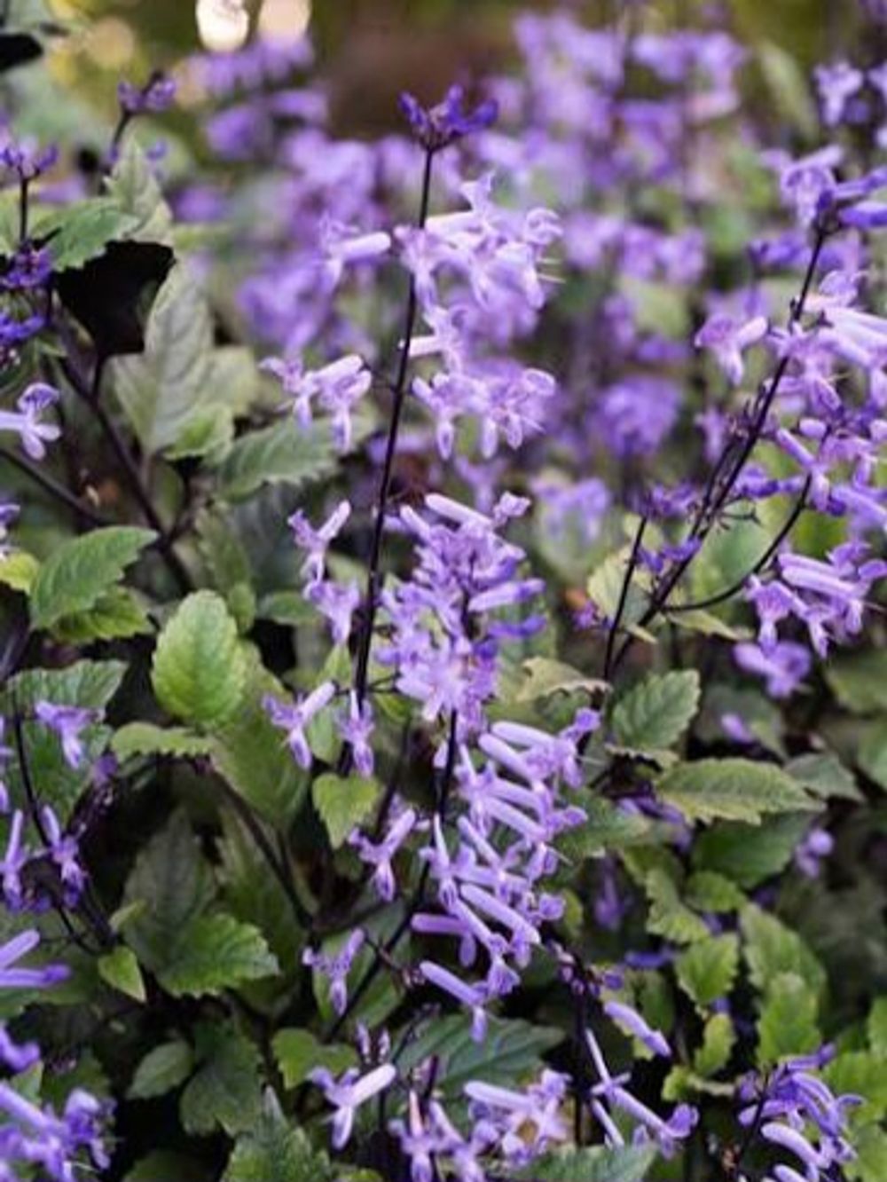 PLECTRANTHUS MAUVE MONA (20CM)