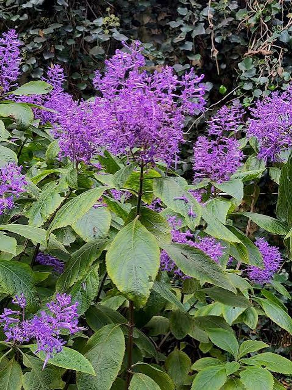 PLECTRANTHUS  ERMA (20CM)