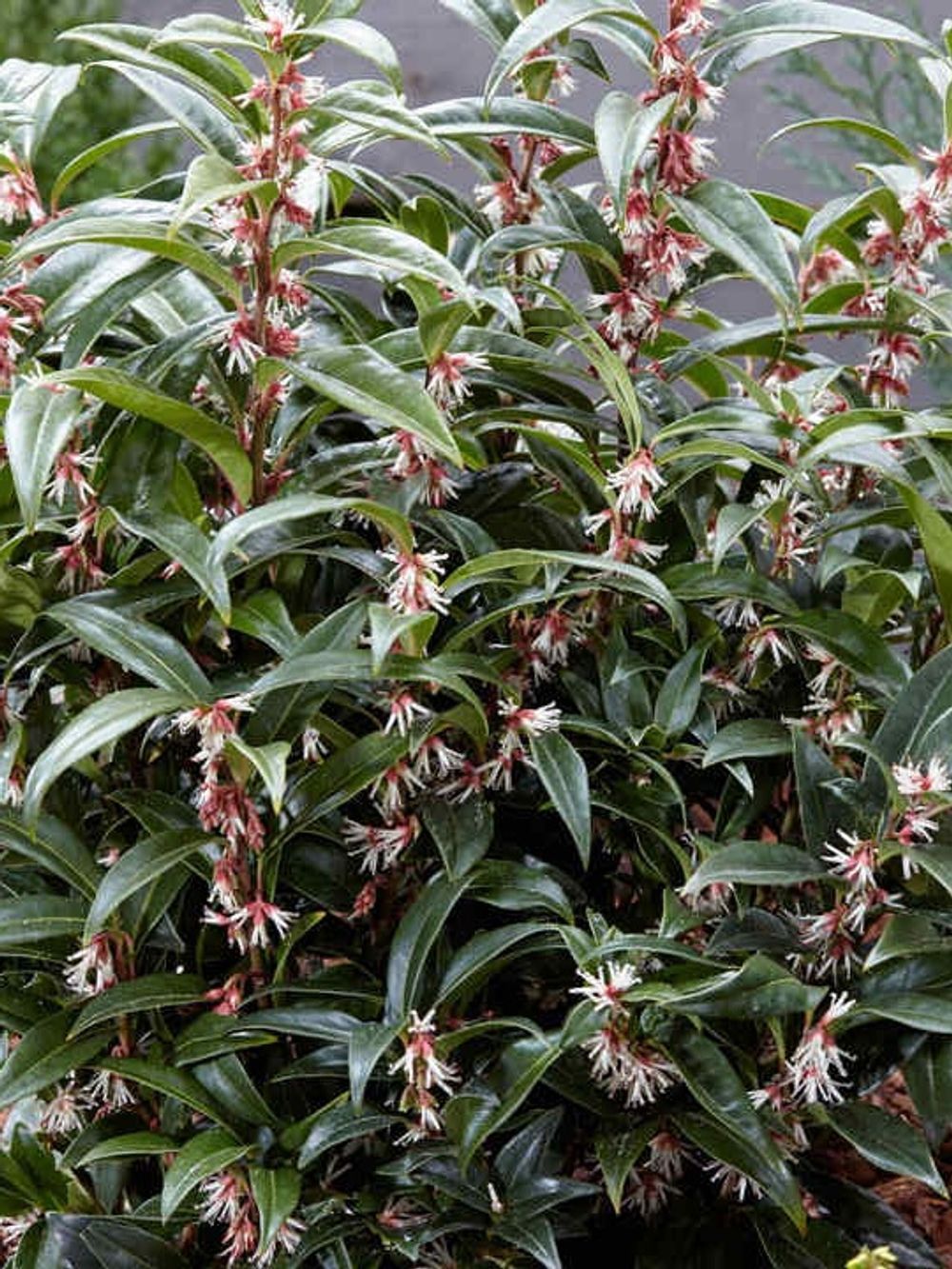 SARRACOCCA WINTER GEM (20CM)