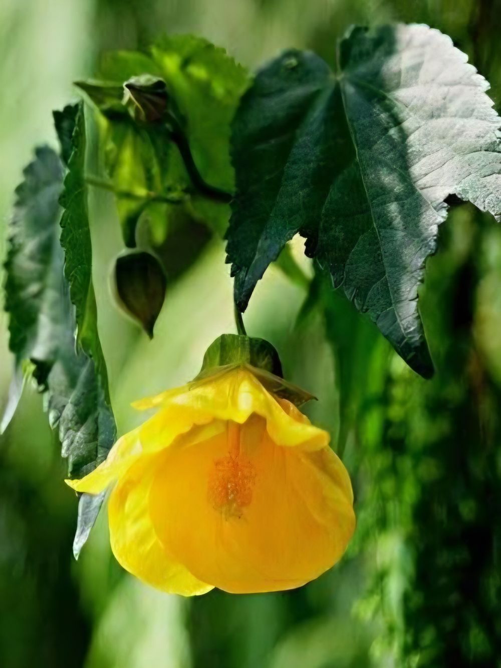Abutilon x hybridum Waltz (20cm)