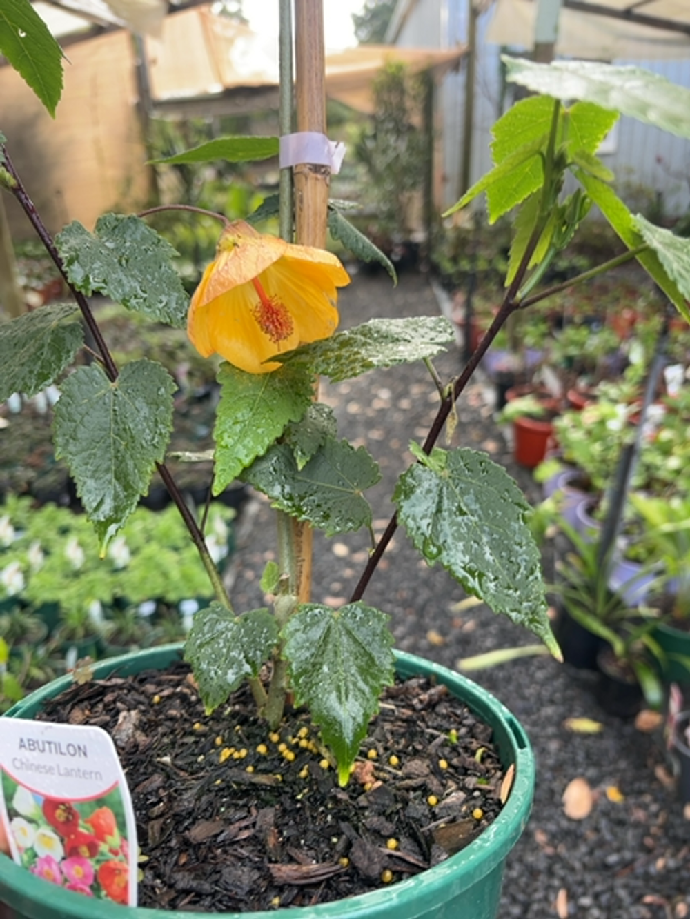 Abutilon x hybridum Waltz (20cm)