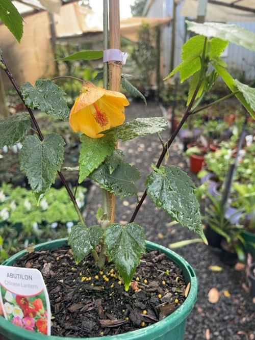 Abutilon x hybridum Waltz (20cm)