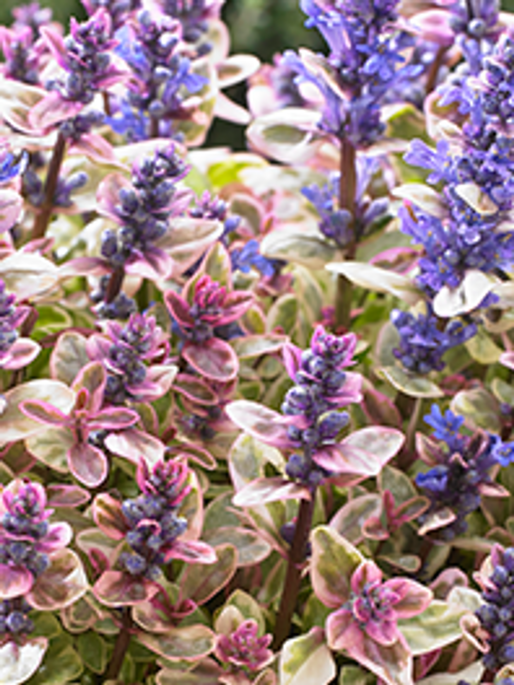 AJUGA PRINCESS NADIA (14CM)