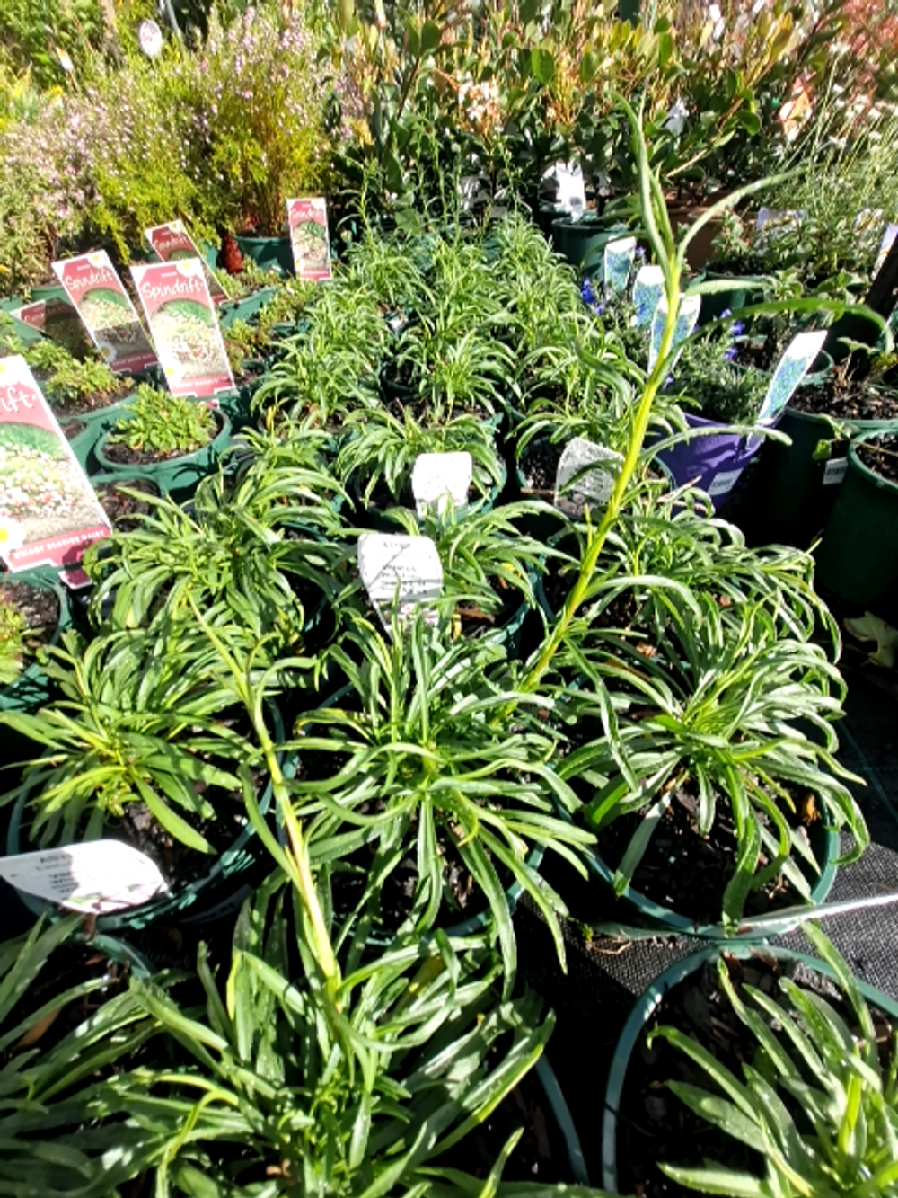 ASTER VIMINEUS (14CM)