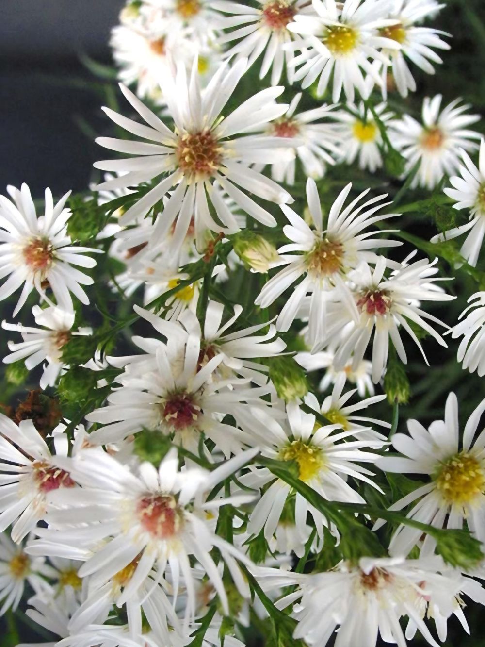 Aster Vimineus (14cm)