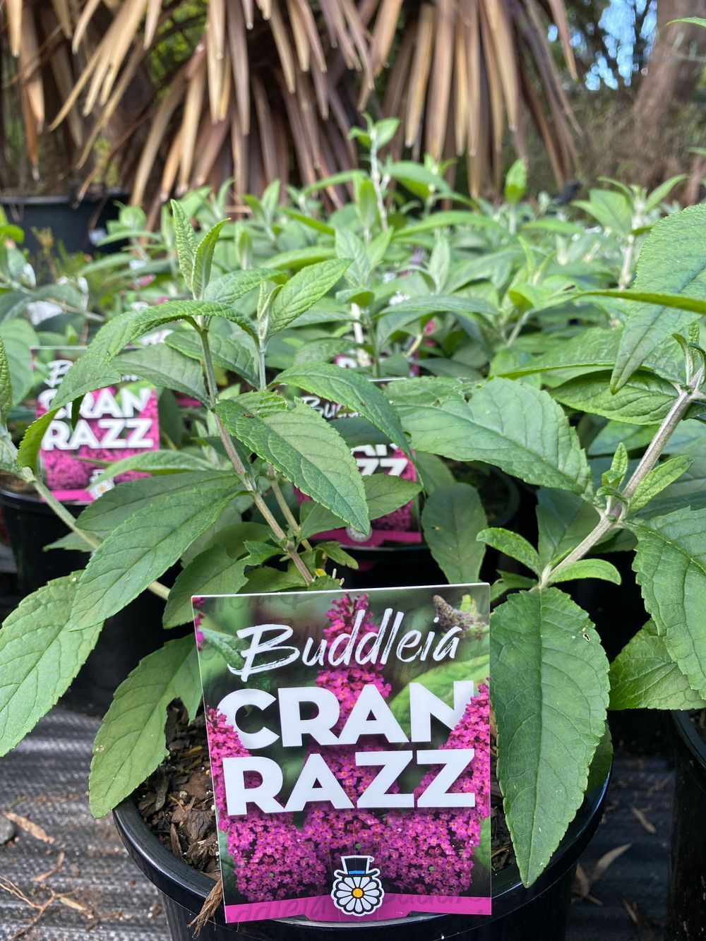 BUDDLEJA CRANRAZZ (17CM)
