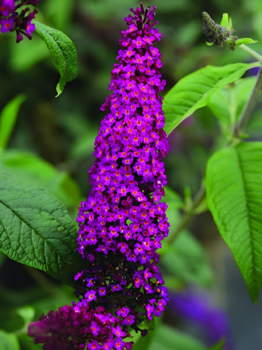 Buddleja CranRazz (17cm)