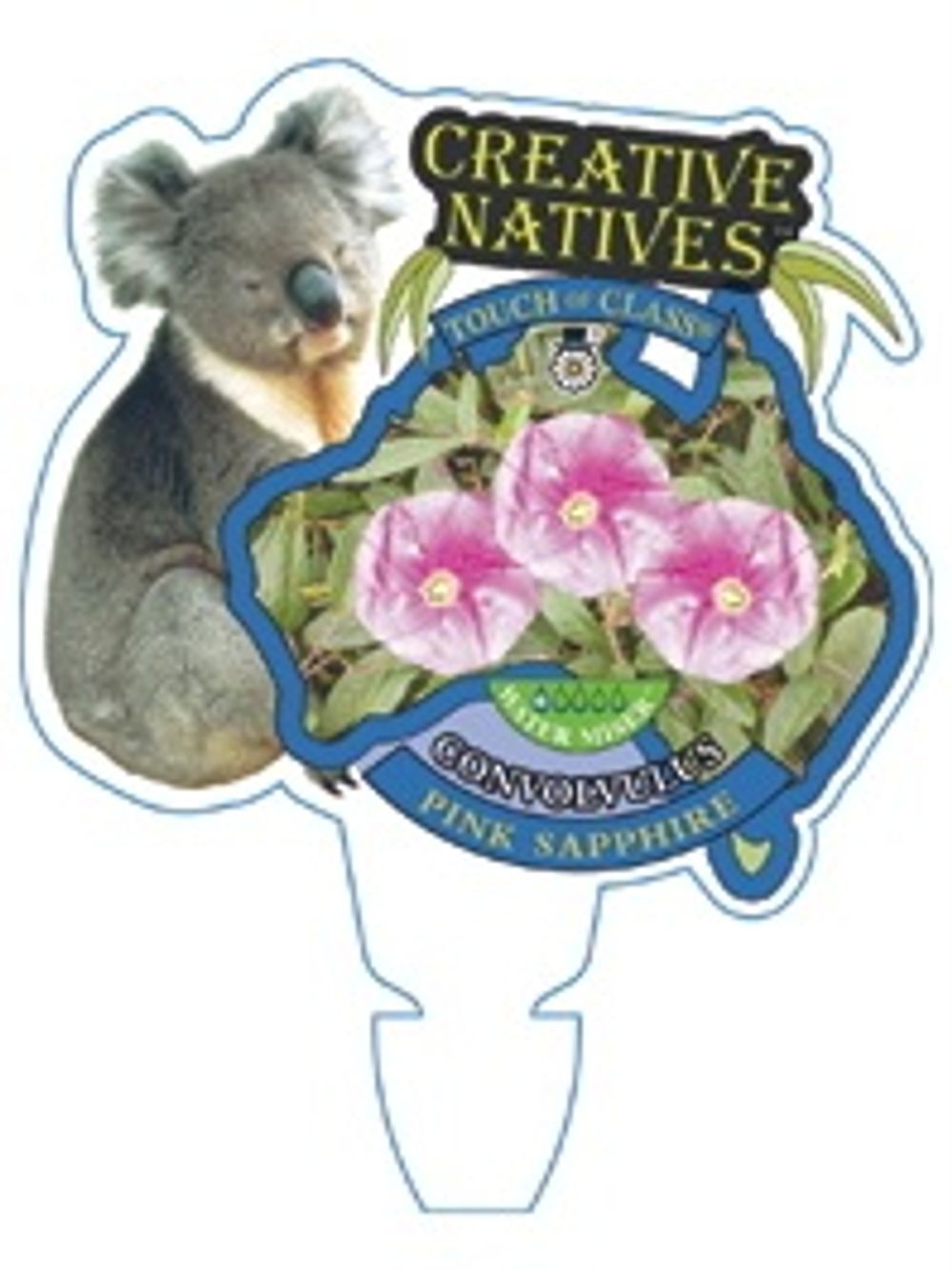 Convolvulus angustissimus Pink Sapphire (14cm)