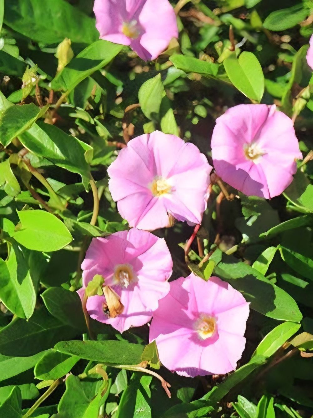Convolvulus angustissimus Pink Sapphire (14cm)