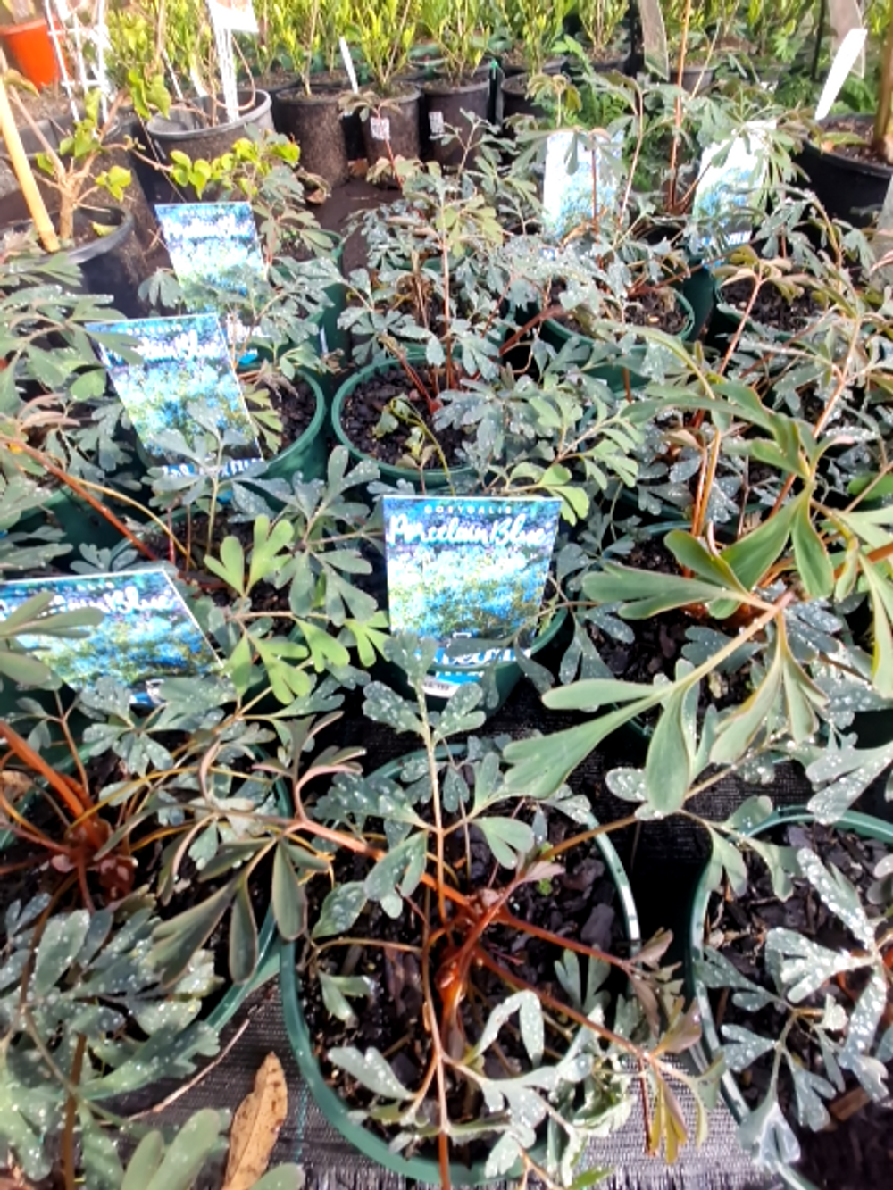 Cordyalis flexuosa Porcelain Blue (14cm)
