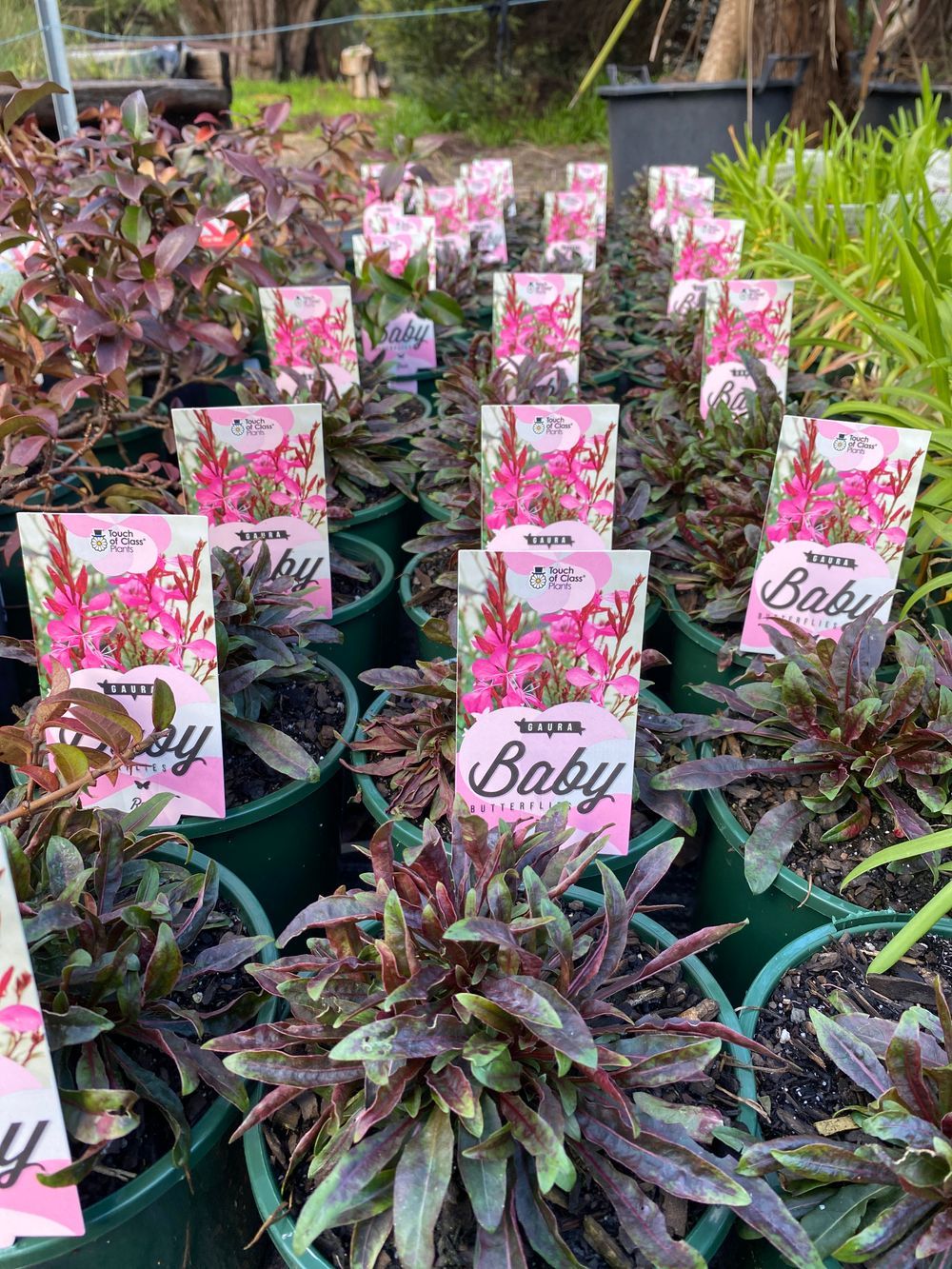 GAURA BABY BUTTERFLY (14CM)