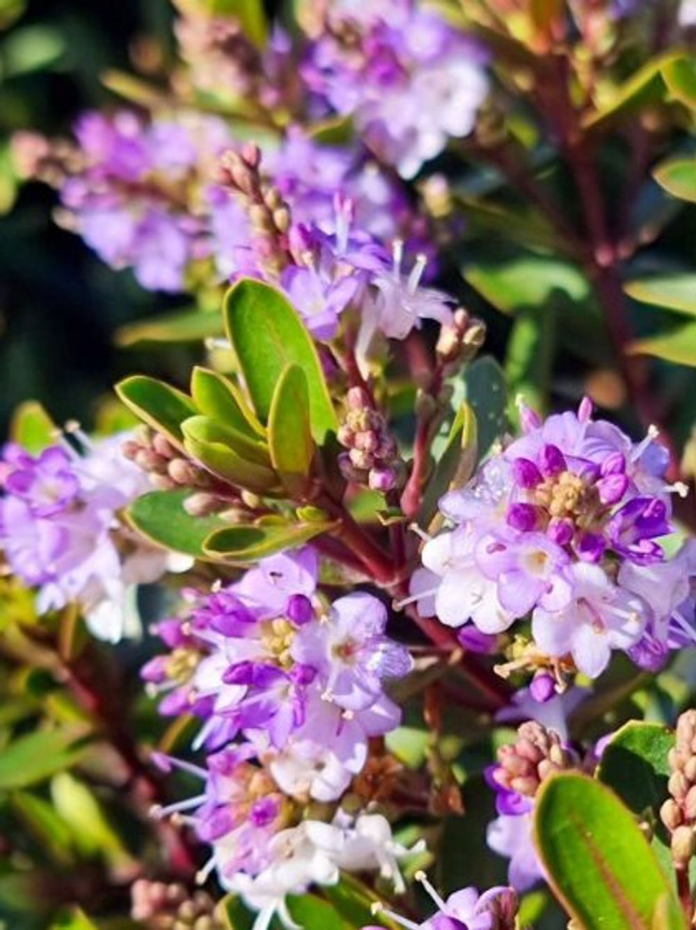 HEBE LILAC MIST (14CM)