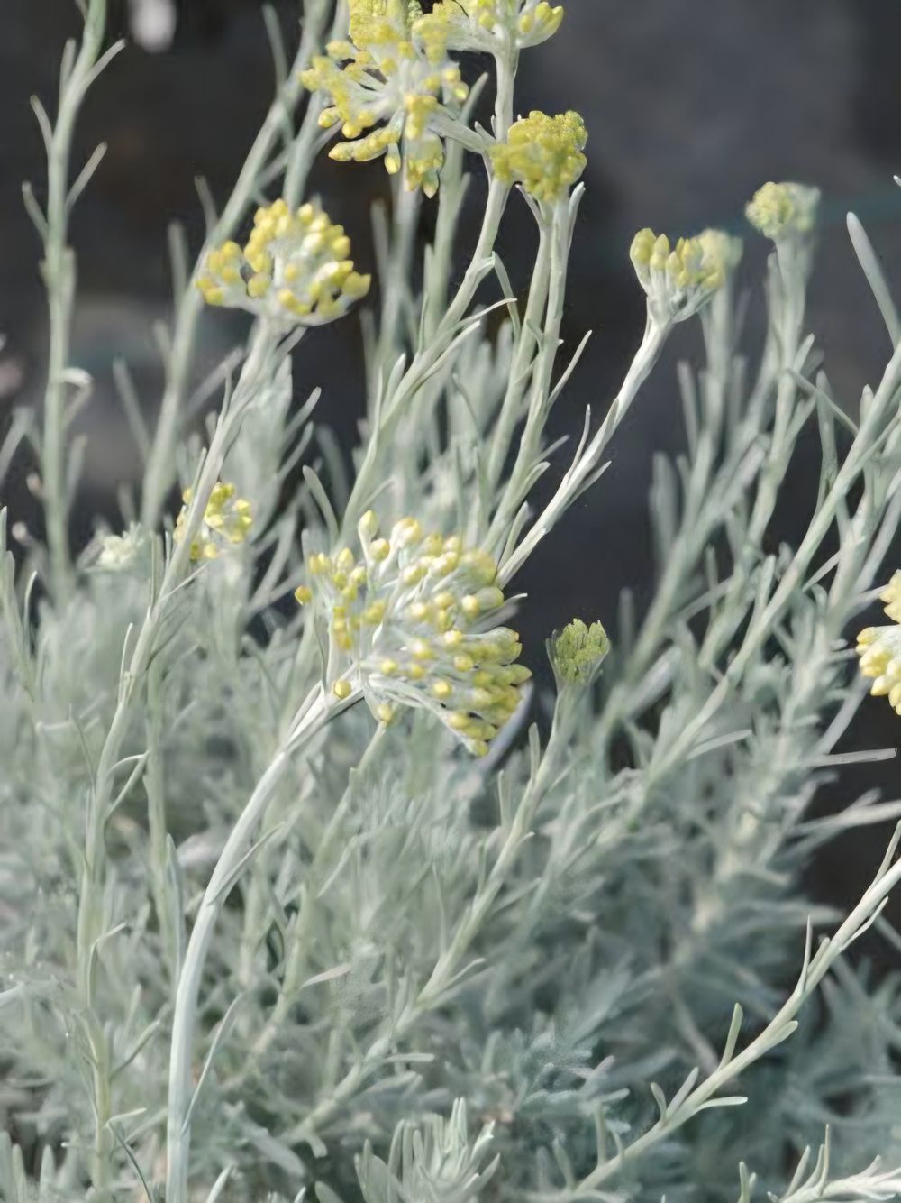 Helichrysum apiculatum Korma(14cm)