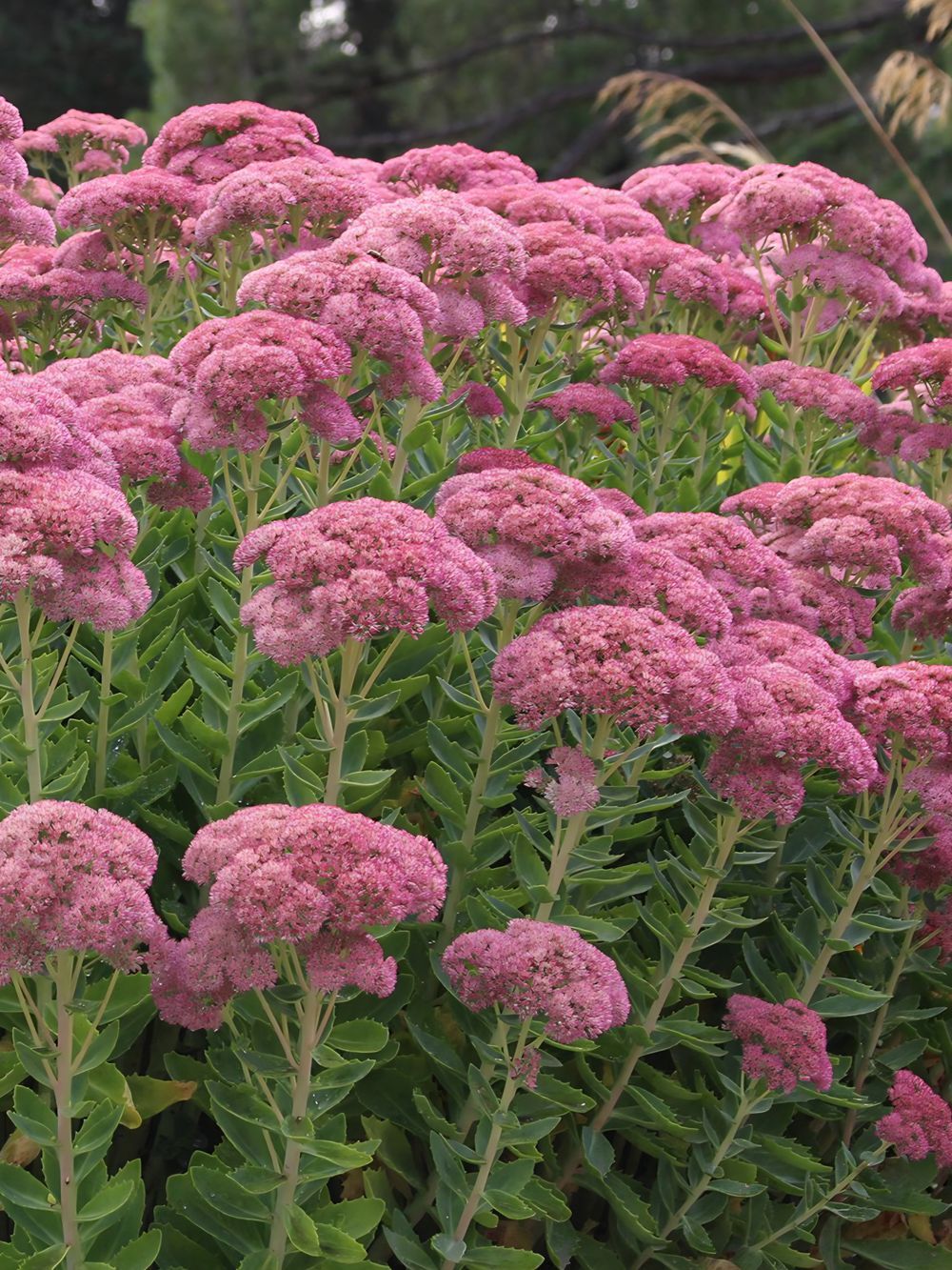 Sedum Autumn Joy (14cm)